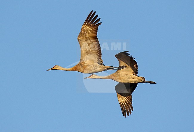 Sandhill Crane (Grus canadensis) in Alaska, United States. Two cranes in flight. stock-image by Agami/Dani Lopez-Velasco,