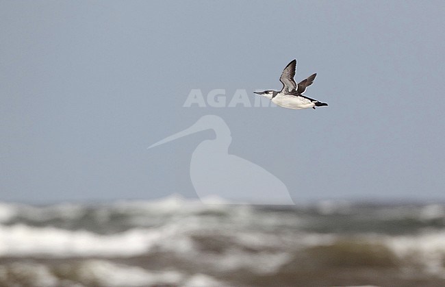 Common Guillemot (Uria aalge aalge) during autumn. Bird flying over the ocean at Mellby Strand in Sweden. stock-image by Agami/Helge Sorensen,