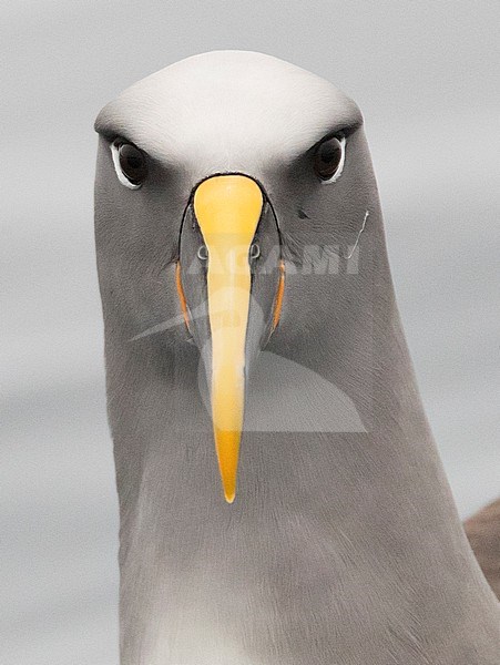 Northern Buller's Albatross (Thalassarche bulleri platei), also known as Pacific Albatross, swimming off Mangere Island, Chatham Islands, New Zealand stock-image by Agami/Marc Guyt,