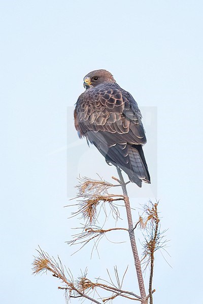 Adult (dark morph)
San Diego Co., CA
April 2023 stock-image by Agami/Brian E Small,