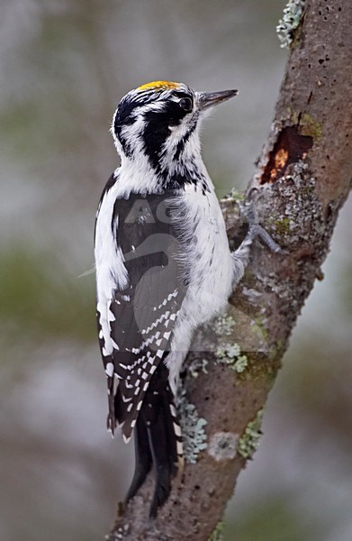 Drieteenspecht in de winter; Three-toed Woodpecker in winter stock-image by Agami/Markus Varesvuo,