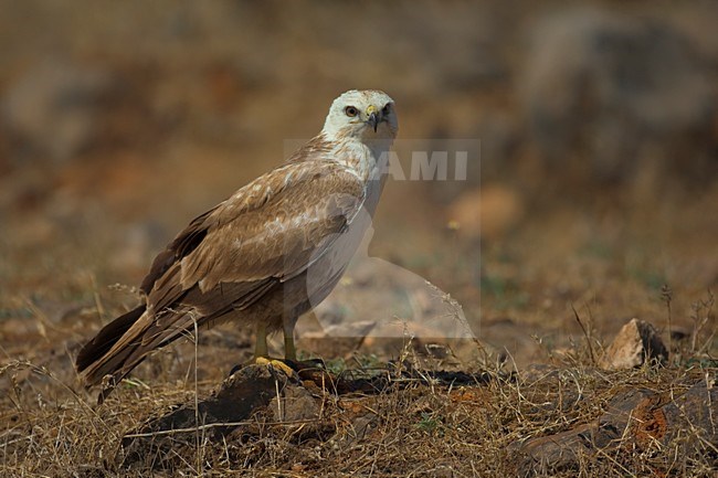 Juveniele Arendbuizerd in zit; Juvenile Long-legged Buzzard perched stock-image by Agami/Daniele Occhiato,