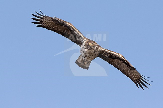 Bonelli's Eagle adult male in flight  showing full crop, brest and underwings stock-image by Agami/Onno Wildschut,
