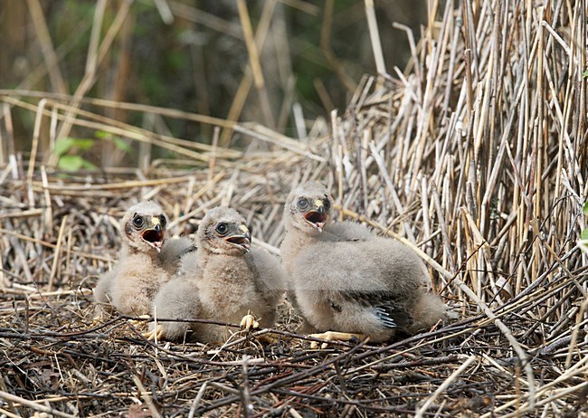 Jonge Blauwe Kiekendieven op het nest; Young Hen Harriers on the nest stock-image by Agami/Markus Varesvuo,