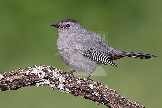 Katvogel, Gray Catbird stock-image by Agami/Brian E Small,