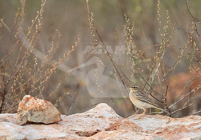 First-winter Tawny Pipit (Anthus campestris) during autumn migration along the Bulgarian Black sea coast. Part of the Via pontica Flyway, an important route for migratory birds. stock-image by Agami/Marc Guyt,