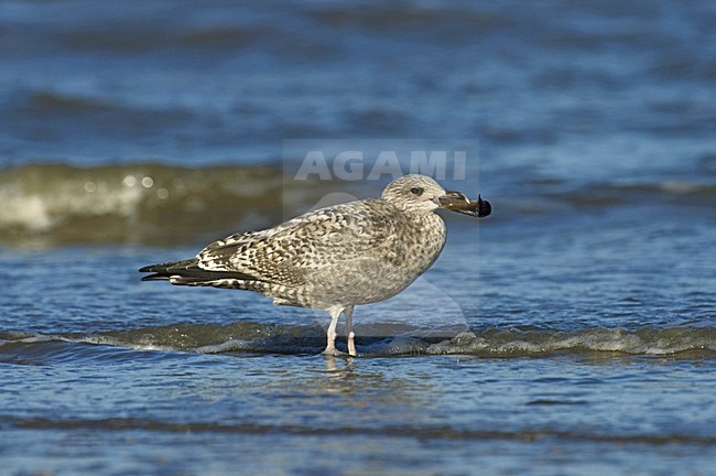 Herring Gull immature perched on a beach with shell in its bill; onvolwassen Zilvermeeuw zittend op strand met schelp in zijn snavel stock-image by Agami/Marc Guyt,