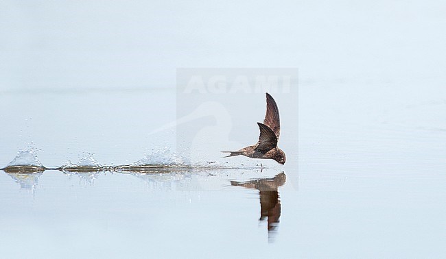 Drinking Common Swift (Apus apus) flying low and with high speed above water surface with open bill during hot summer weather. Drinking in flight. stock-image by Agami/Ran Schols,