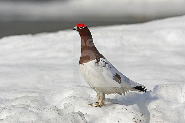 Willow Grouse male on snow, Moerassneeuwhoen mannetje in sneeuw stock-image by Agami/Markus Varesvuo,