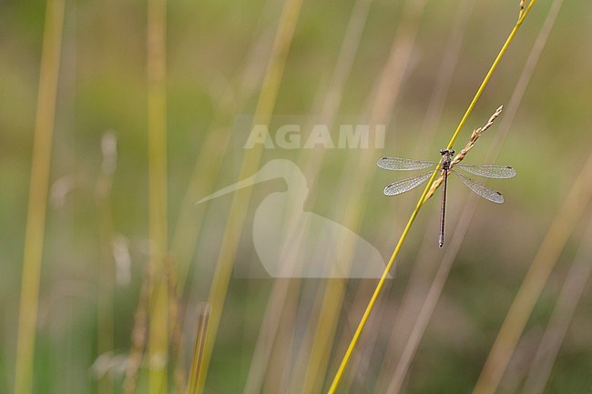 Vrouwtje Tengere pantserjuffer, Female Lestes virens stock-image by Agami/Wil Leurs,