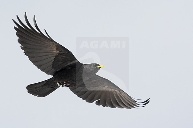 Alpenkauw in de vlucht; Alpine Chough in flight stock-image by Agami/Markus Varesvuo,