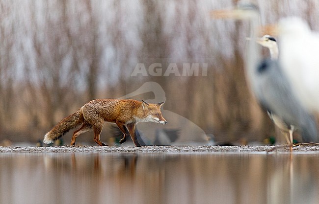 Vos op jacht; Red Fox (Vulpes vulpes) on the hunt stock-image by Agami/Bence Mate,