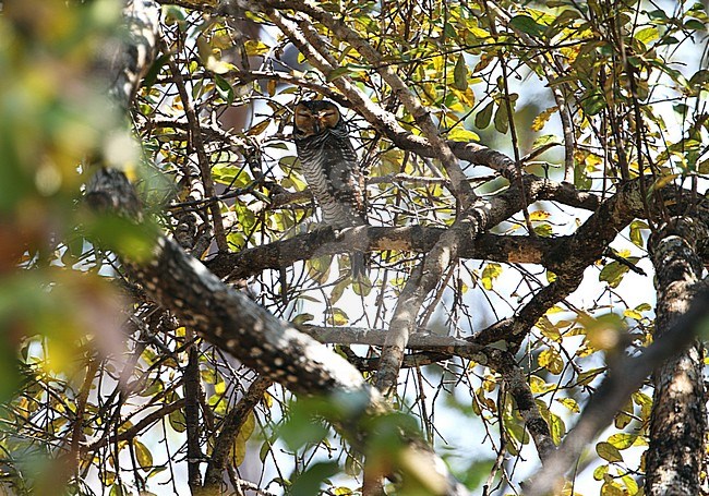 Spotted wood owl (Strix seloputo seloputo) during daytime roosting high in a tree in Cambodia. stock-image by Agami/James Eaton,