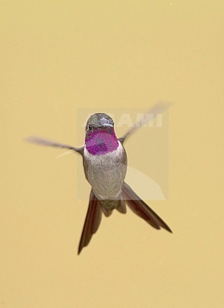 Amethistboself in vlucht, Amethyst Woodstar perched in flight stock-image by Agami/Roy de Haas,