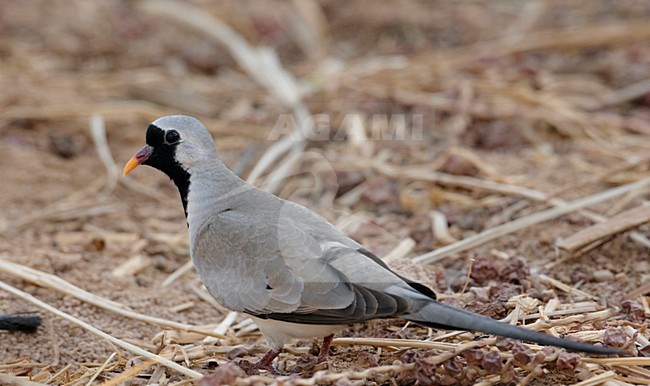 Mannetje Maskerduif; Male Namaqua Dove stock-image by Agami/Markus Varesvuo,