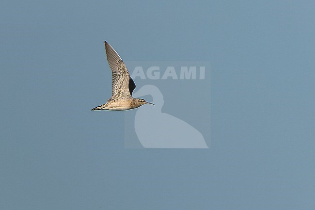 Little curlew (Numenius minutus)  during autumn migration in Mongolia. stock-image by Agami/Dani Lopez-Velasco,