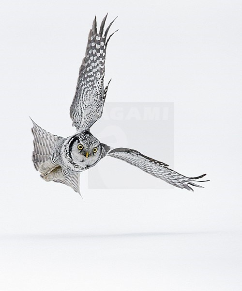 Hawk Owl (Surnia ulula) Kuusamo Finland February 2016 stock-image by Agami/Markus Varesvuo,