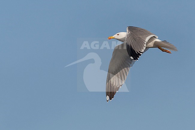 Yellow-legged Gull - MIttelmeermöwe - Larus michahellis ssp. michahellis, Portugal, adult stock-image by Agami/Ralph Martin,