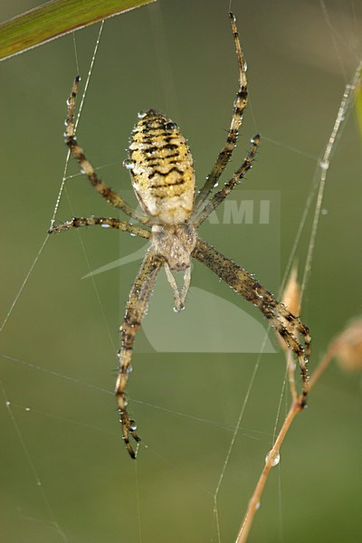 Wespspin op web, Wasp spider in web stock-image by Agami/Menno van Duijn,