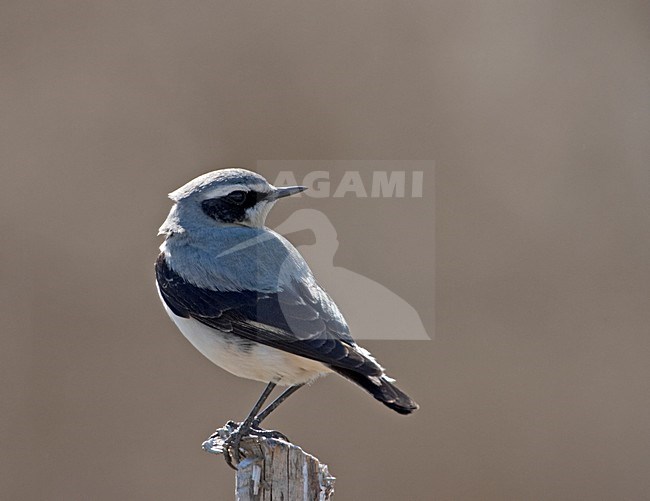 Northern Wheatear male perched on branch; Tapuit man zittend op tak stock-image by Agami/Jari Peltomäki,