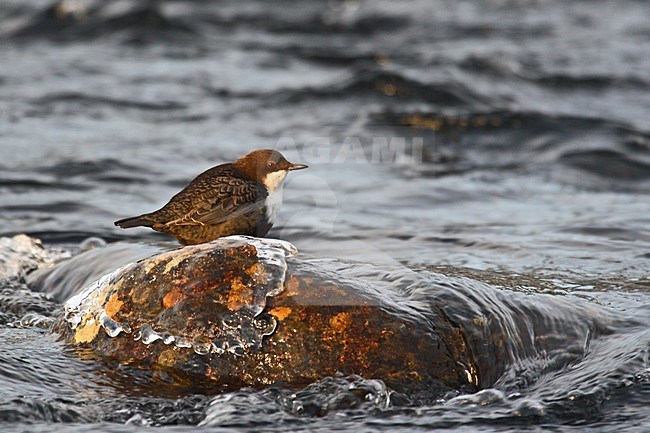 Waterspreeuw aan de waterkant; White-throated Dipper at water edge stock-image by Agami/Kristin Wilmers,