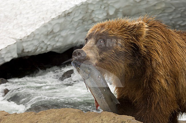 Kamtsjatkabeer met zalm, Kamchatka Brown Bear with Salmon stock-image by Agami/Sergey Gorshkov,