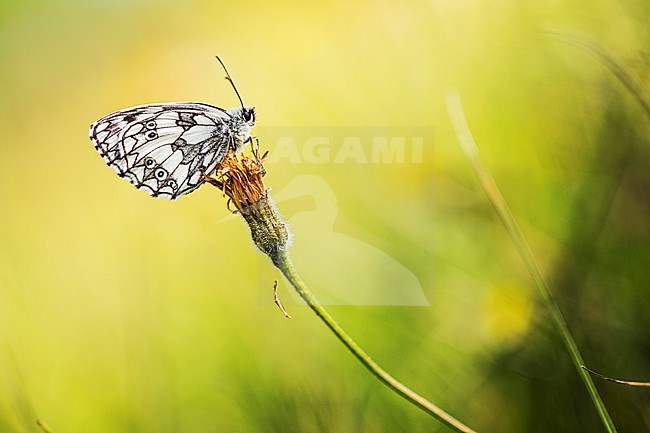 Dambordje, Marbled White, Melanargia galathea stock-image by Agami/Wil Leurs,