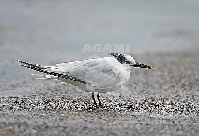 Wintering adult Sandwich Tern (Thalassaeus sandvicensis) at the Brouwersdam in the Netherlands. stock-image by Agami/Kris de Rouck,