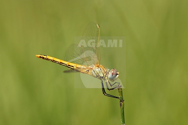 Vrouw Zwervende heidelibel; Female Red-veined darter; stock-image by Agami/Walter Soestbergen,