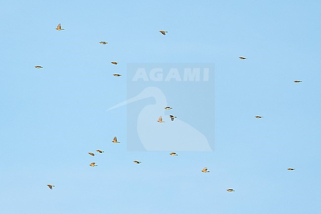 Flock, group of Redwing (Turdus iliacus) on migration flying against a blue sky stock-image by Agami/Ran Schols,