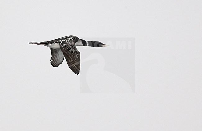 Volwassen Geelsnavelduiker in vlucht;White-billed Diver adult in flight stock-image by Agami/Markus Varesvuo,