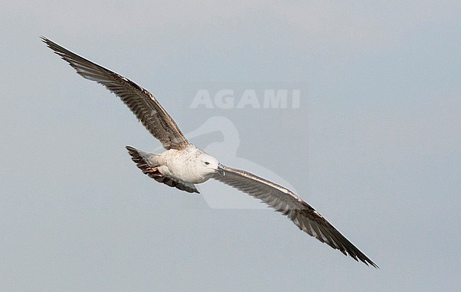 Pontische meeuw vliegend; Caspian Gull flying stock-image by Agami/Marc Guyt,