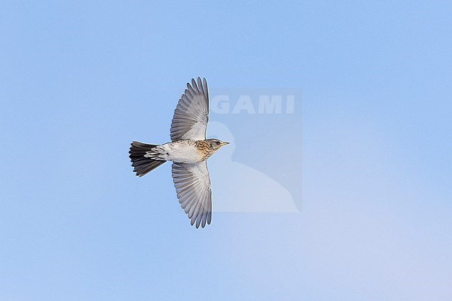 Fieldfare (Turdus pilaris) in flight at Rudersdal, Denmark stock-image by Agami/Helge Sorensen,