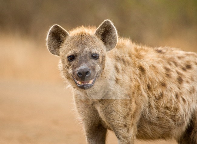 Gevlekte Hyena; Spotted Hyena stock-image by Agami/Marc Guyt,