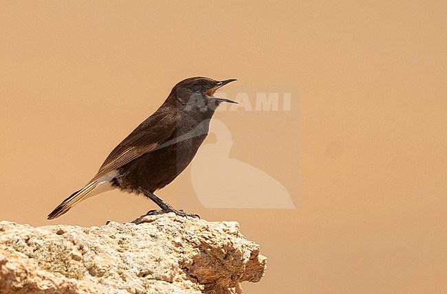 Black Wheatear (Oenanthe leucura) prefers dry,rocky terrains. stock-image by Agami/Eduard Sangster,