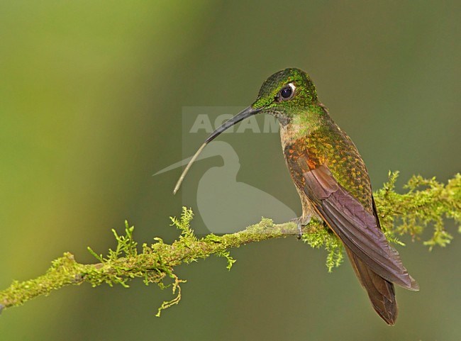 Bruinborstbriljantkilibrie zittend op tak met tong; Fawn-breasted Brilliant perched on a branch with tongue stock-image by Agami/David Hemmings,