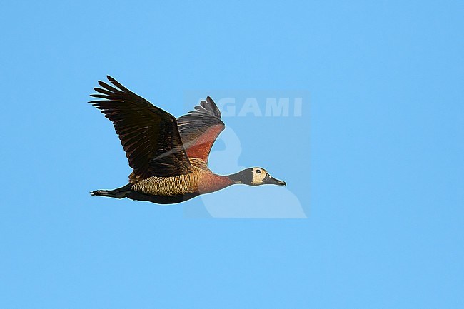 White-faced Whistling Duck (Dendrocygna viduata) flying against a blue sky as a background, Botswana stock-image by Agami/Tomas Grim,