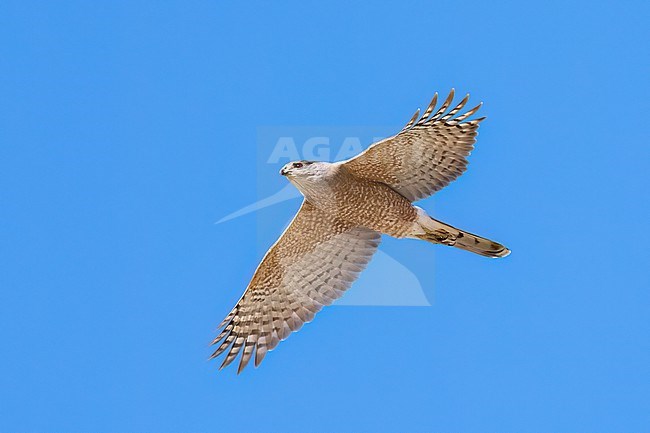 Adult male
Pima Co., AZ
April 2024 stock-image by Agami/Brian E Small,