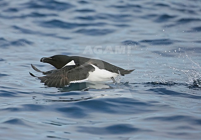 Alk in vlucht; Razorbill in flight stock-image by Agami/Markus Varesvuo,