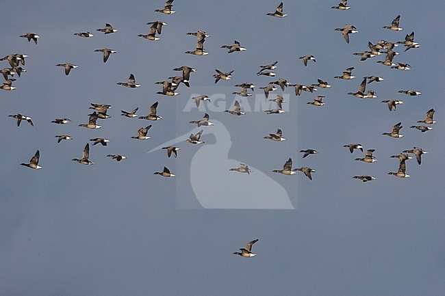 Red-breasted Goose, Roodhalsgans, Branta ruficollis stock-image by Agami/Arie Ouwerkerk,