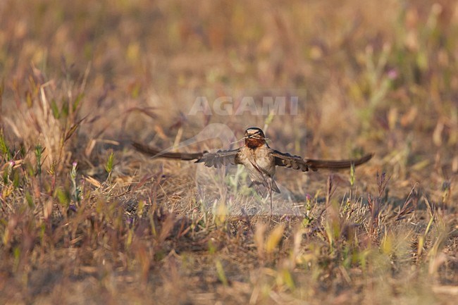 Amerikaanse Klifzwaluw verzameld nestmateriaal; Cliff Swallow collecting nesting material stock-image by Agami/Martijn Verdoes,