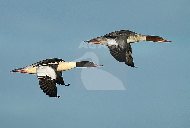 Goosander (Mergus merganser), two birds in flight, seen from the side, showing upper wings. stock-image by Agami/Fred Visscher,