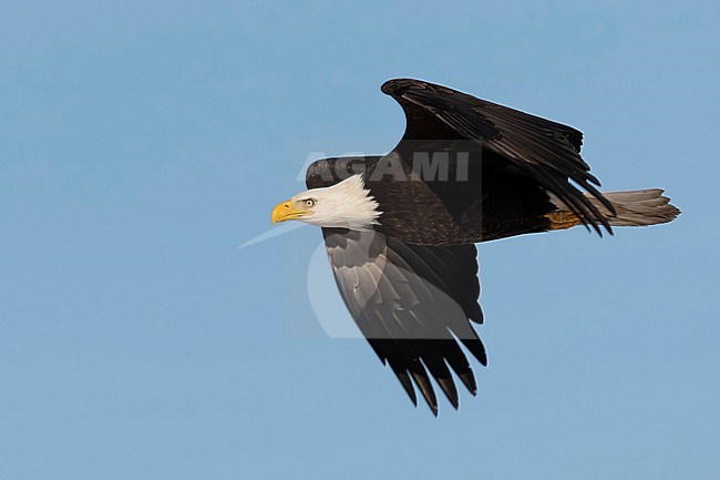 The mighty Bald Eagle is a common sight in the lower Fraser Valley near Vancouver, British Colombia, Canada and its surrounding flat farmland. stock-image by Agami/Jacob Garvelink,