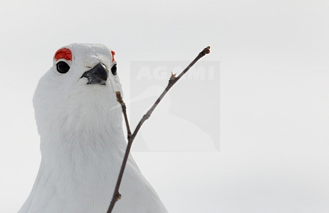 Winter kleed Moerassneeuwhoen in de sneeuw, Winter plumage Willow Ptarmigan in snow stock-image by Agami/Markus Varesvuo,