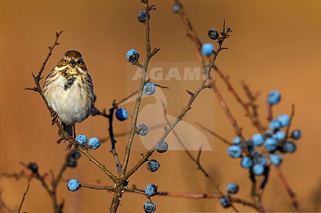 Common Reed Bunting (Emberiza schoeniclus) in Italy. stock-image by Agami/Daniele Occhiato,