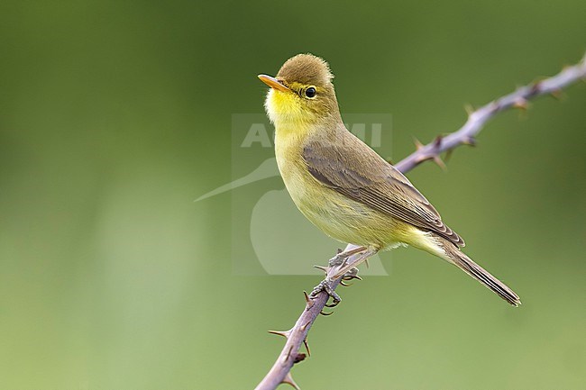 Melodious Warbler (Hippolais polyglotta) in Italy. stock-image by Agami/Daniele Occhiato,