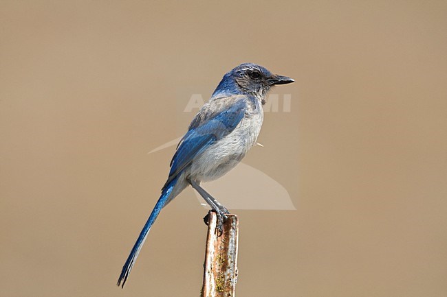 Californische Struikgaai zittend op paal Californie USA, Western Scrub-Jay perched on pole California USA stock-image by Agami/Wil Leurs,