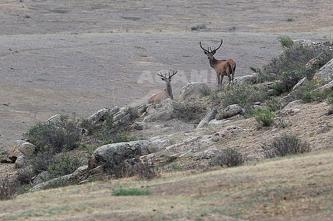 in Mongolia. stock-image by Agami/James Eaton,