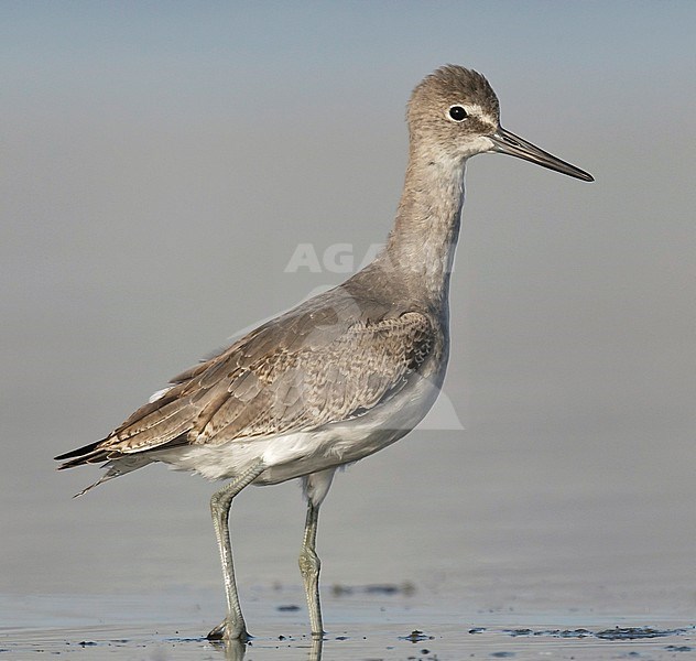 In transition from juvenile to winter non-breeding
Los Angeles Co., CA
September 2010 stock-image by Agami/Brian E Small,