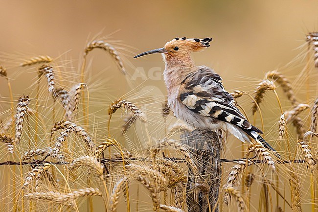 Eurasian Hoopoe (Upupa epops) in Italy. stock-image by Agami/Daniele Occhiato,